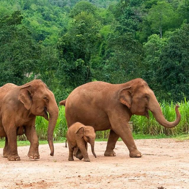 Ethical Elephant Sanctuary