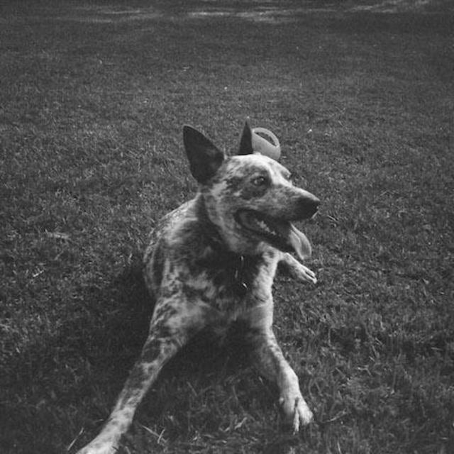 Mooney's Boarding During Our Wedding