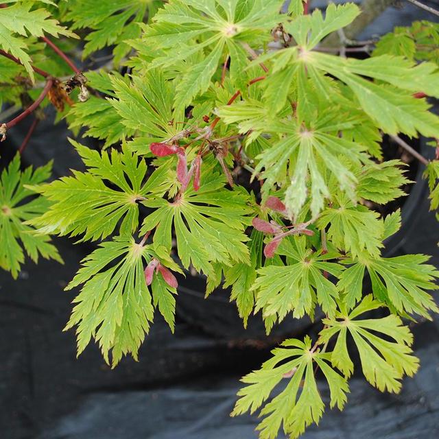 Island Garden Shop Gift Card