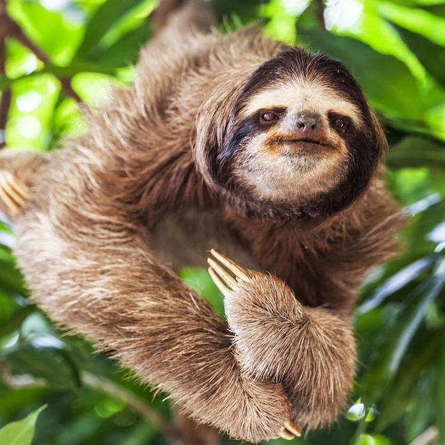 Jungle Sloth "Hangout" Tour