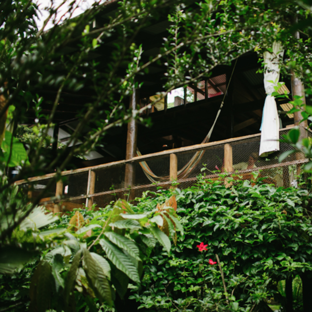 Jungle Lodge Accommodations