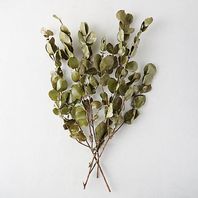 Preserved Eucalyptus Bunch