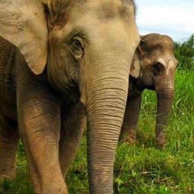 Elephant Sanctuary Visit