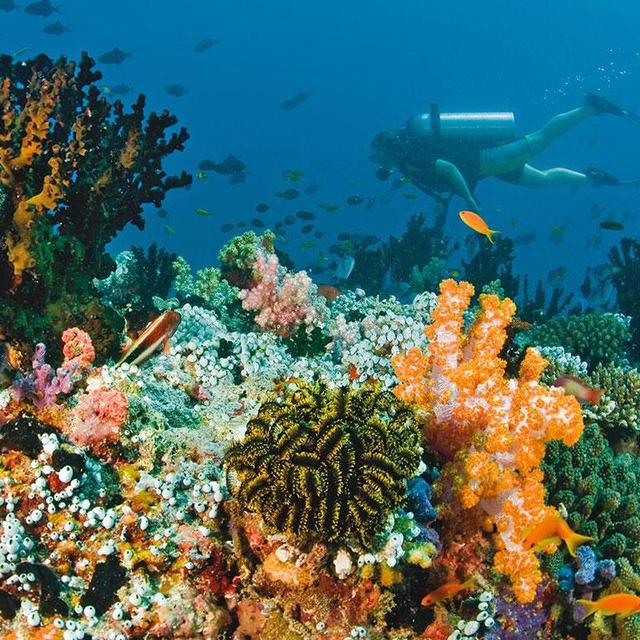 Scuba Diving in Maldives