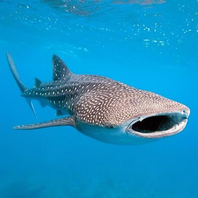 Swim with Whale Sharks