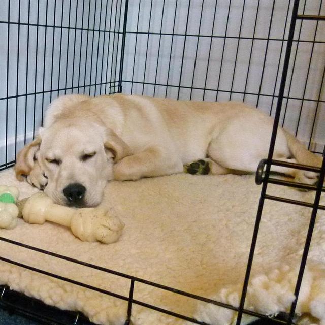 Puppy Crate
