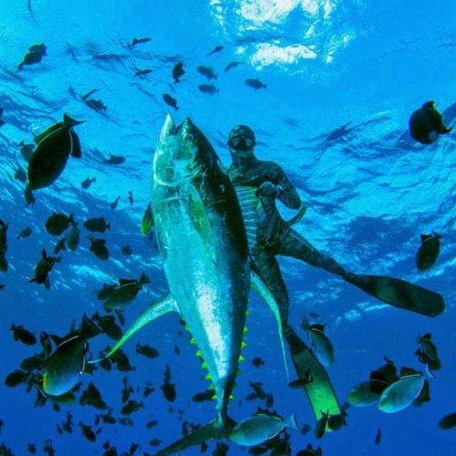 Spearfishing in Fiji