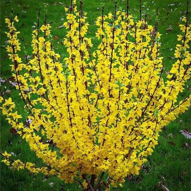 Backyard Fund: Forsythia Bush (or Small Tree)