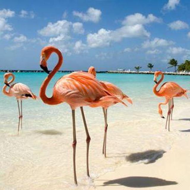 Flamingo Beach Day Pass