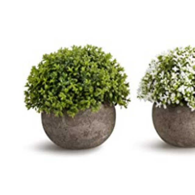 3 plants