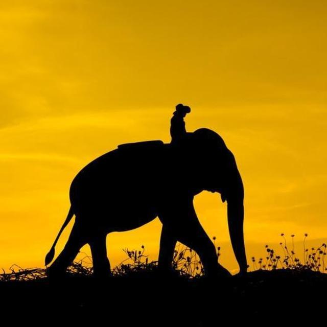 Kelly's Excellent Elephant Experience (aka Honeymoon to Spain and Thailand)