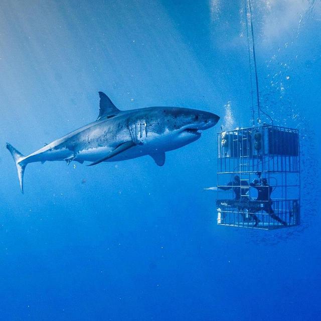 Shark Cage Diving, Port Lincoln - Australia