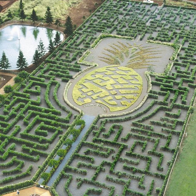 Dole Plantation Tour