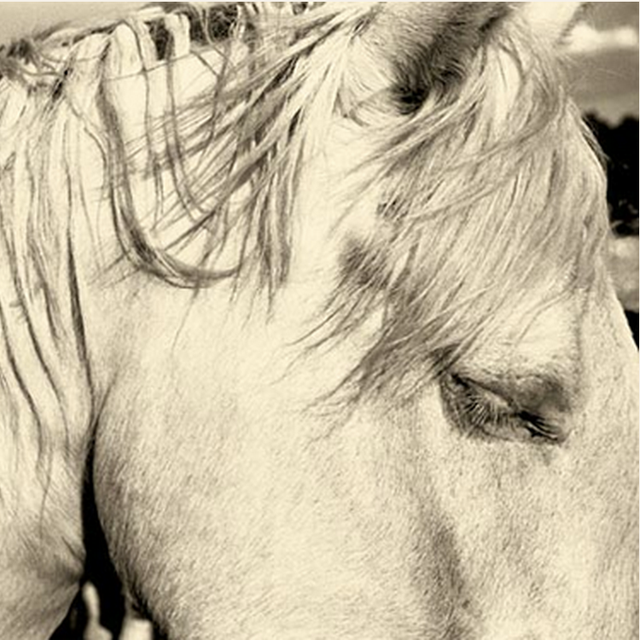 Lenny Foster Photography - Taos New Mexico