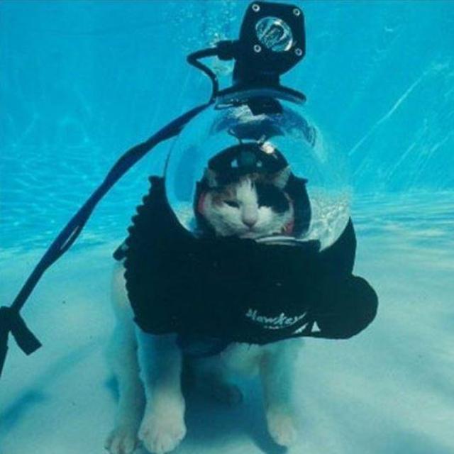 Honeymoon - Snorkeling