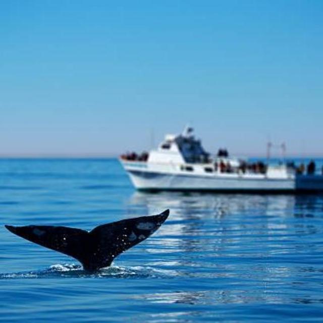 Whale Watching Boat Tour