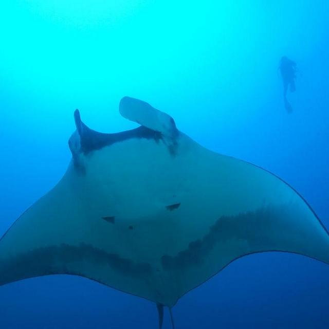 Snorkeling at night with Manta Rays in Hawaii!