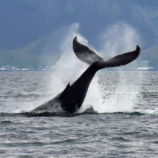 Reykjavik: Whale Watching Tour Tickets