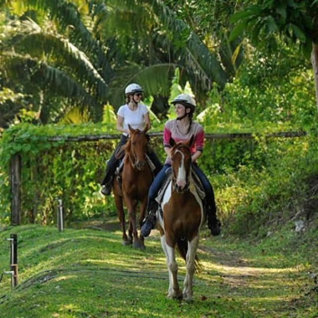 Horse Back Riding Jungle Tour