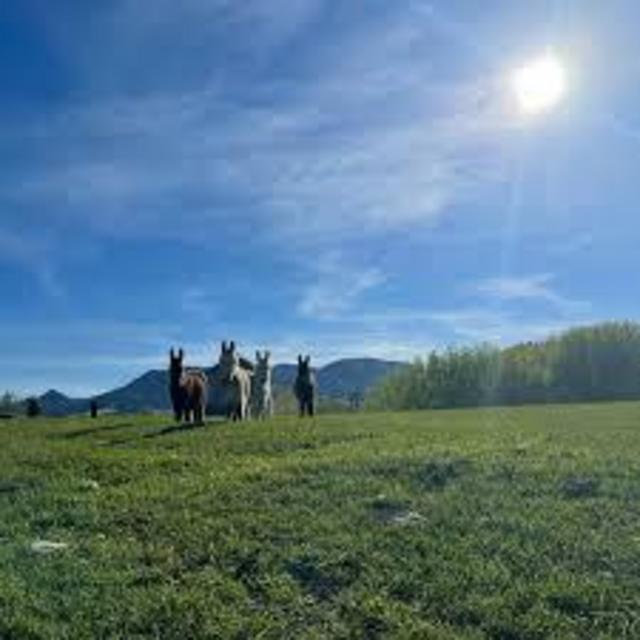 Future Fund - 20 acres and grass fed lawnmowers