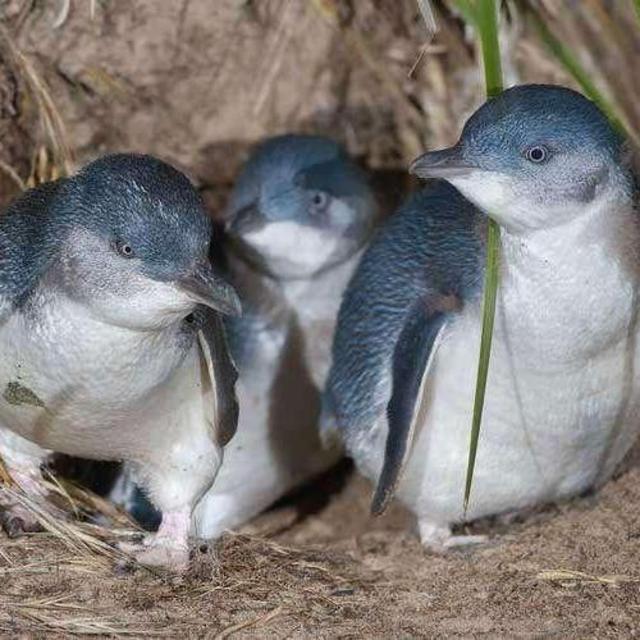 Motuara Island Bird Sactuary Experience
