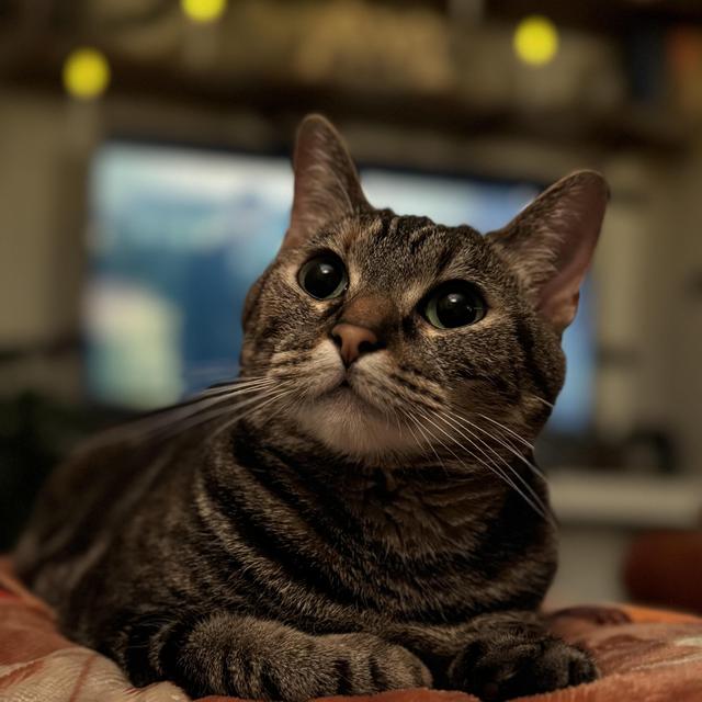 Pampered Pets Fund