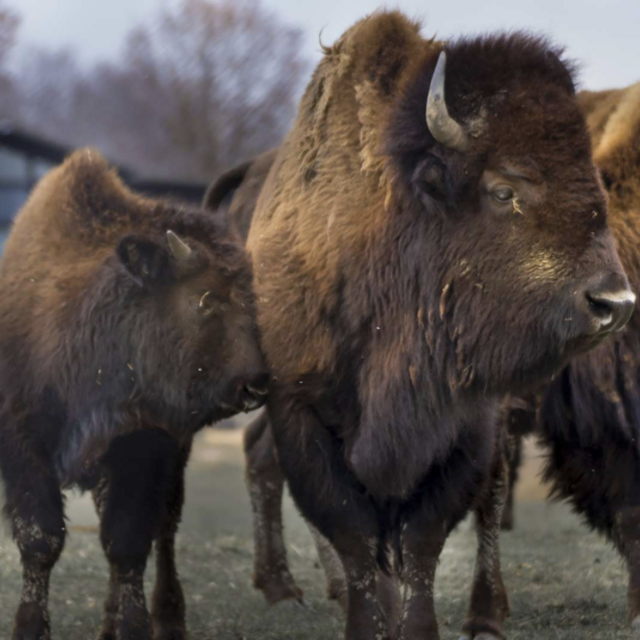Wildlife Prairie Park Membership