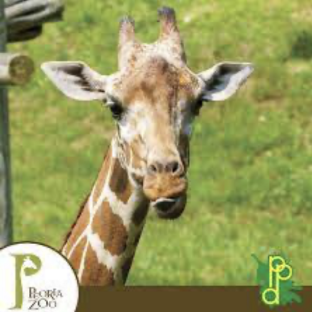 Peoria Zoo Adventure