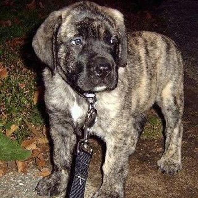 Dog Fund!