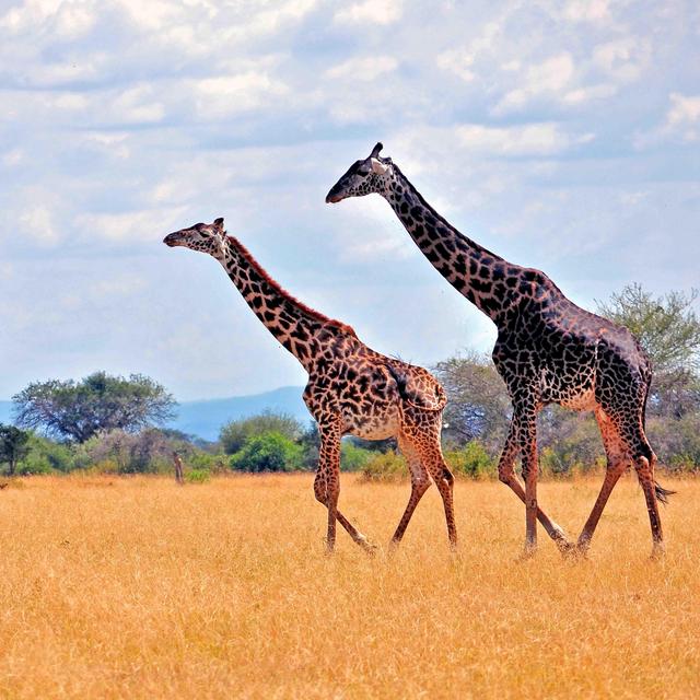 Safari