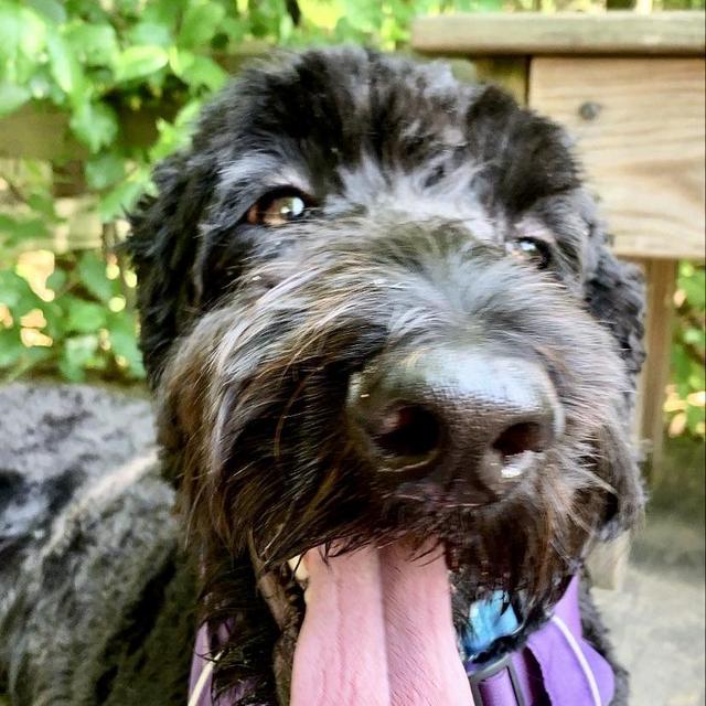 Year's Supply of Dog Treats