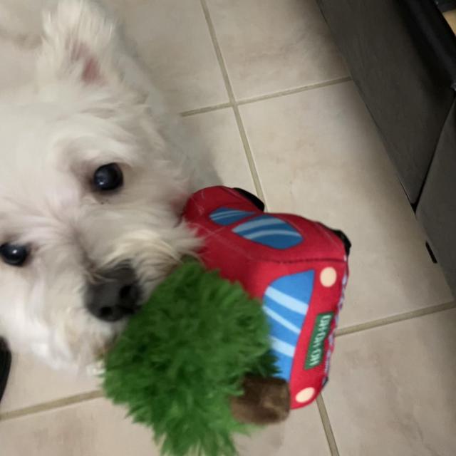 Mochi (Our Senior Pup)