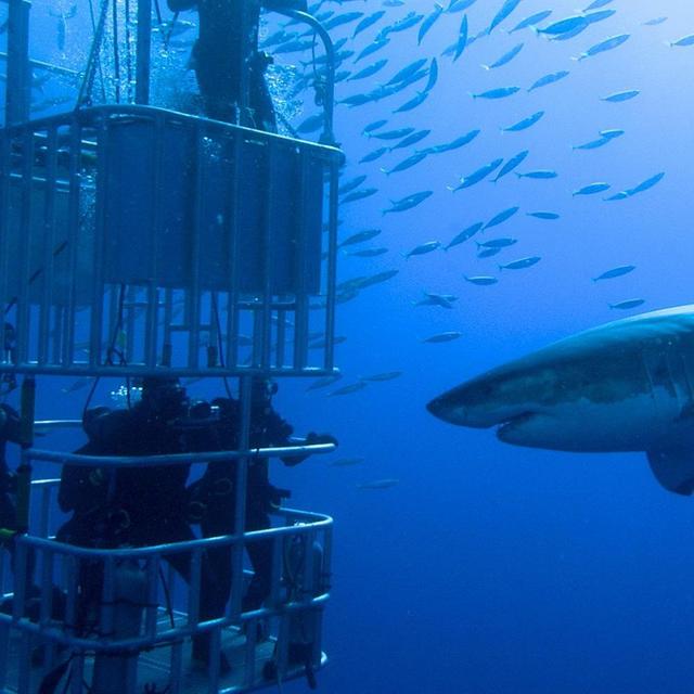 Swim with Sharks in South Africa