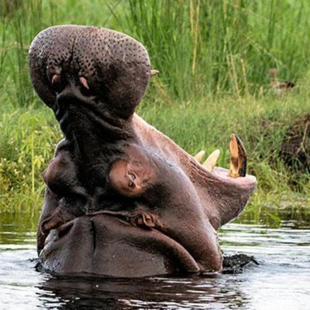 Botswana Safari Day 1