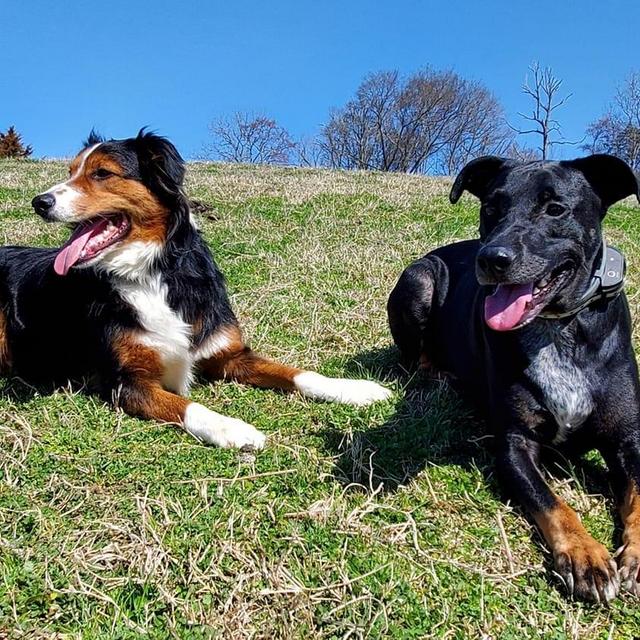 Furry Family