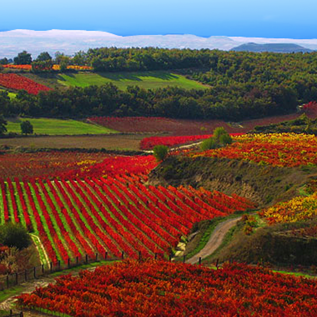 Rioja - Wine Tasting