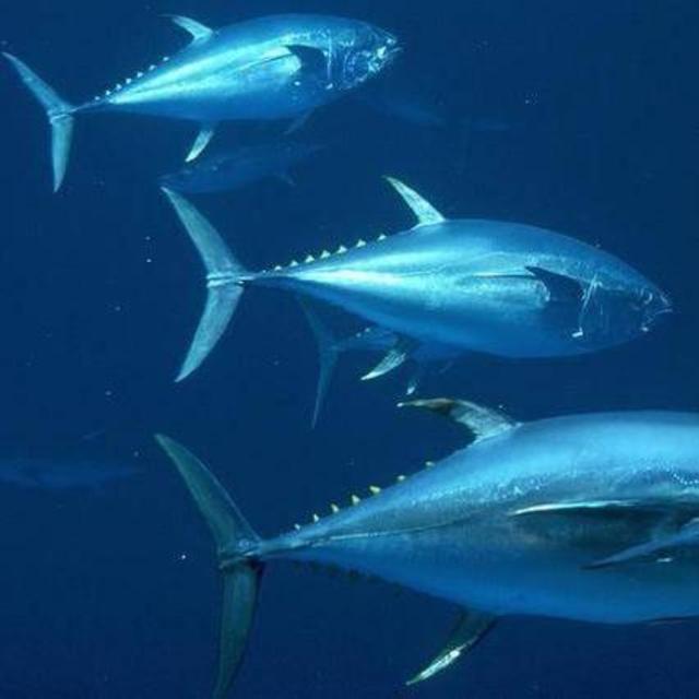 Oregon Tuna Charter Fishing