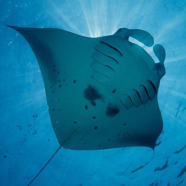 Deep-sea Diving at South Ari Atoll - one of the most well-known dive spots across the Maldives