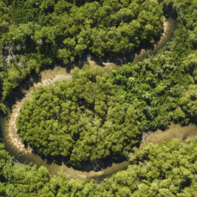 Morning Canoe Trip - Canoagem no Saco do Mamanguá