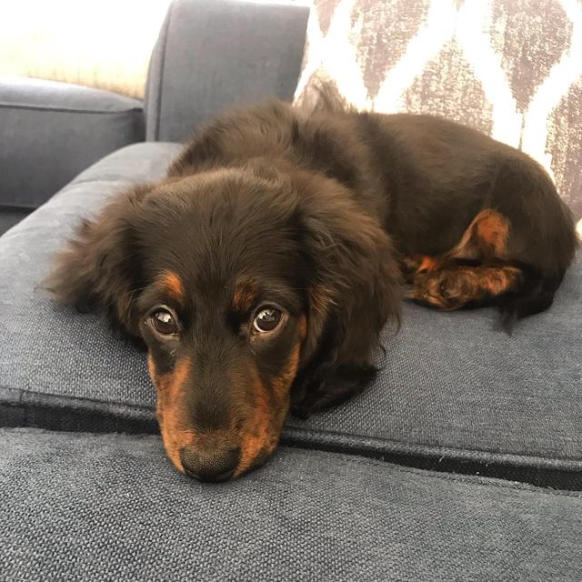Puppy Fund - for our new baby, Milo!