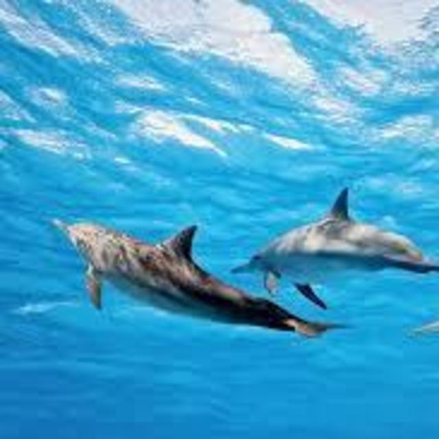 Swimming with Dolphins on our Honeymoon