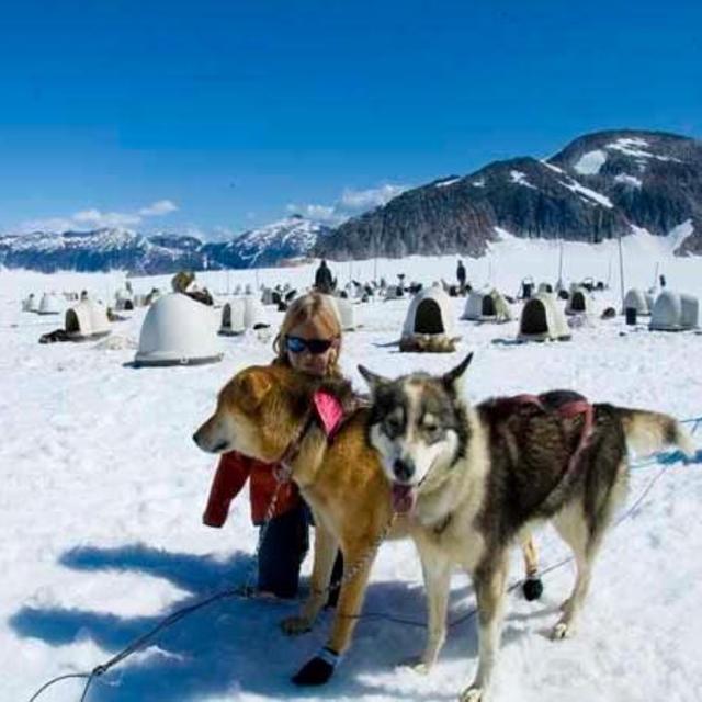 Dog Sledding on Mendenhall Glacier by Helicopter