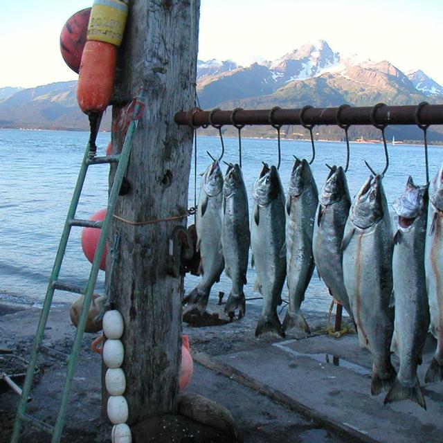 Alaskan Salmon Fishing