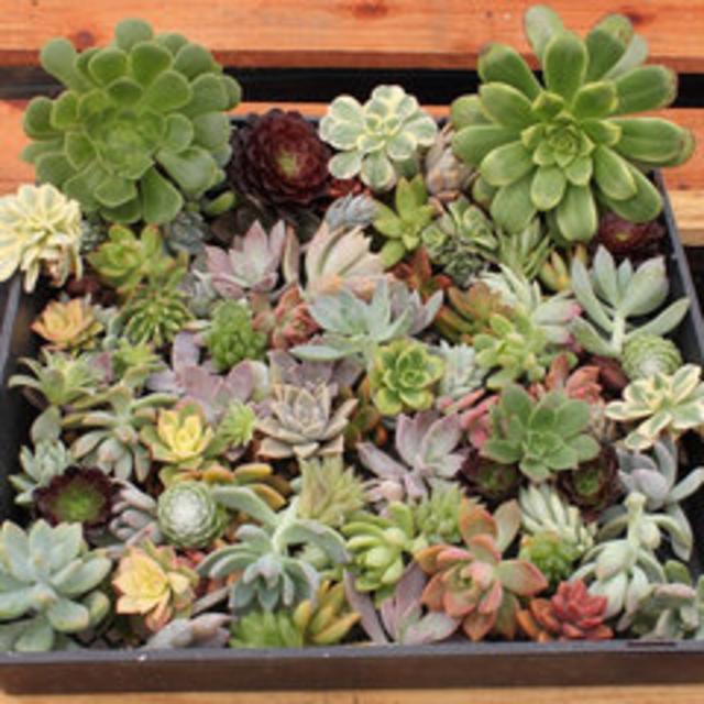 20 (1-3"inch) ROSETTE Succulent CUTTINGS (8 Varieties) wall gardens wedding gift FAVOR Succulents