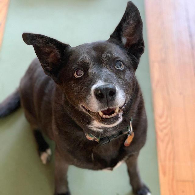 Pru Dog Fund