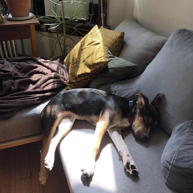 Kaya Puppy Fund