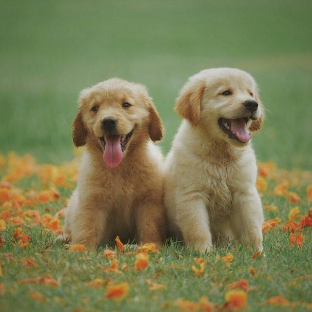 Puppy (Don't tell Clayte)