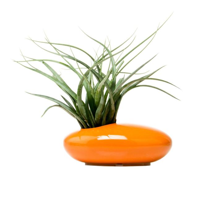 Mod Saucer Planter in Orange
