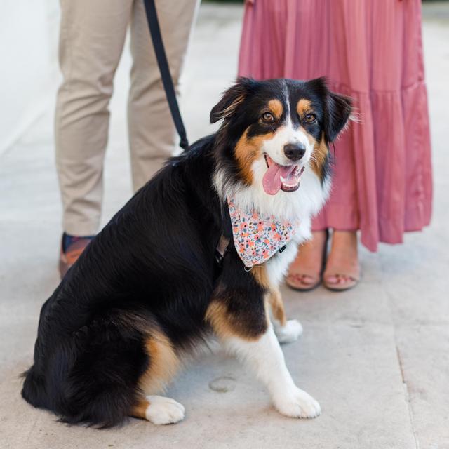 Maple's Boarding For Our Honeymoon