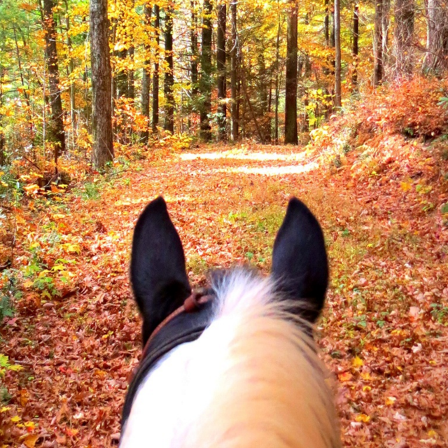 Horseback Riding